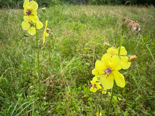 moth mullein