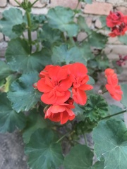 Pelargonium × hybridum