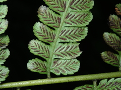 Diplazium amamianum