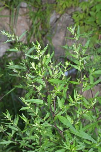 Artemisia dubia iNat (2)