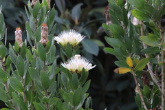 Protea lacticolor