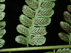 Diplazium amamianum