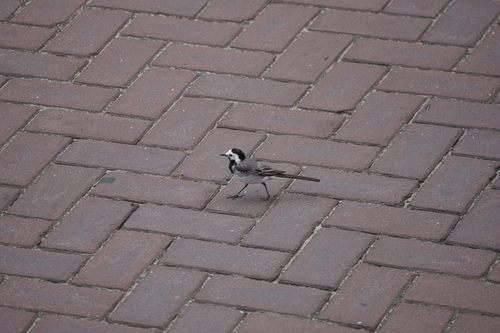 White Wagtail