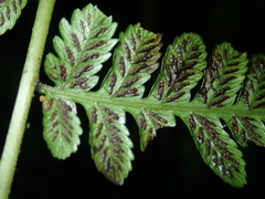 Diplazium amamianum