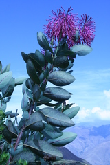 Oreocallis grandiflora