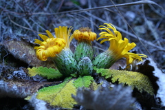 Paranephelius bullatus