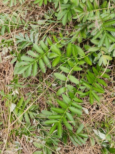 common silverweed