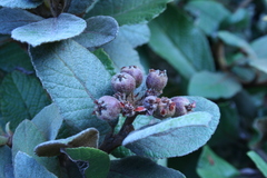 Hesperomeles ferruginea