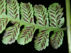 Diplazium amamianum