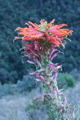 Siphocampylus tupaeformis