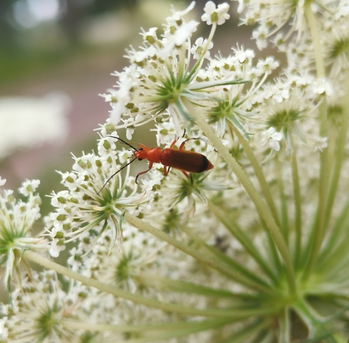 Common Red Soldier Beetle