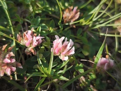 (c) arthur_haendler, some rights reserved (CC BY) Trifolium thalii, photograph (c) arthur_haendler, some rights reserved (CC BY)