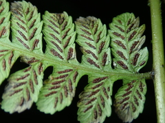 Diplazium amamianum