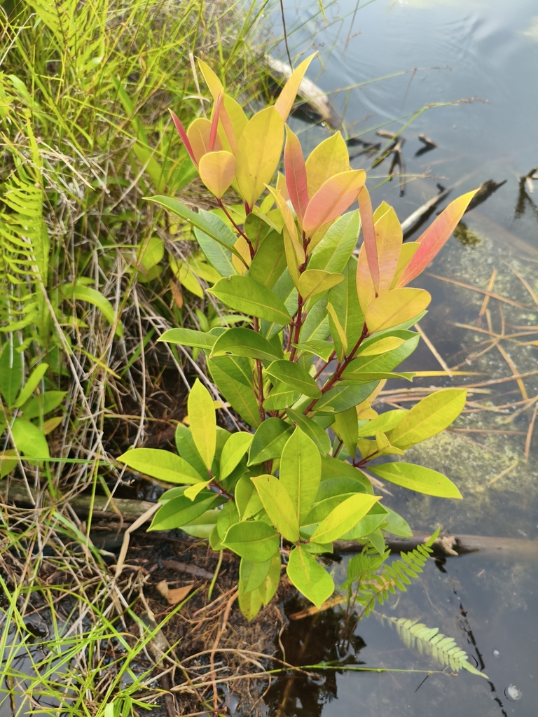 Syzygium incarnatum (Syzygium incarnatum)