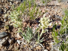 Oreocarya fulvocanescens