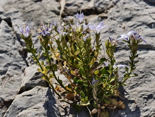 Campanula fragilis, photograph 5