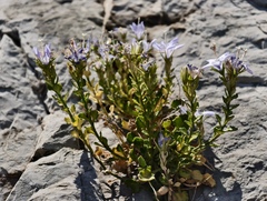 Campanula fragilis, photograph (c) fmunoz, some rights reserved (CC BY)
