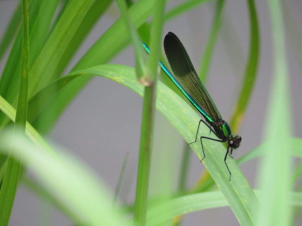 River Jewelwing