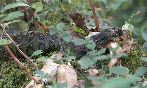Photo of a Ethiopia Viper (Bitis parviocula)