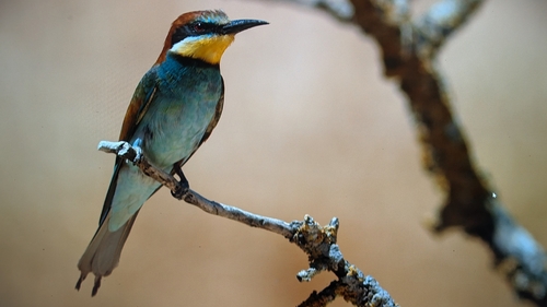 European Bee-eater