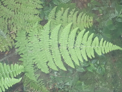 Acystopteris tenuisecta