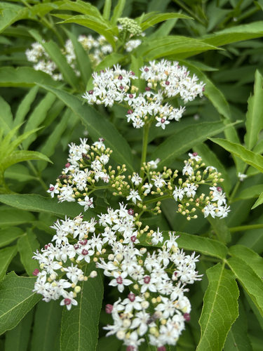 Dwarf Elder