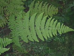 Acystopteris tenuisecta