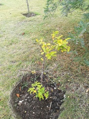 Combretum bracteosum