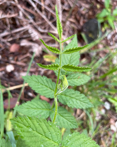 Rubus rosifolius observed 2026-06-27