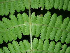 Acystopteris tenuisecta