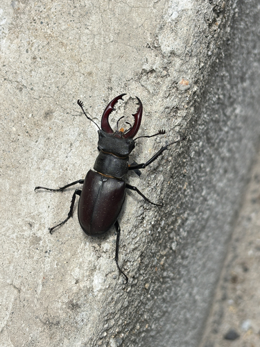 European Stag Beetle