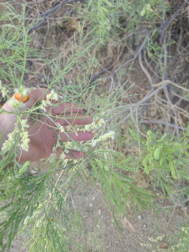 Mariosousa millefolia, photograph 4