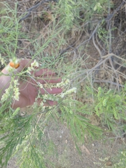 Mariosousa millefolia, photograph author not stated, no rights reserved