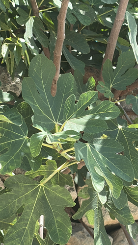 common fig