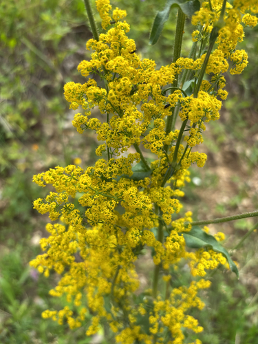 Lady's Bedstraw