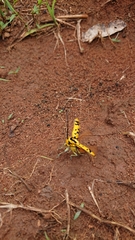 Tragocephala variegata