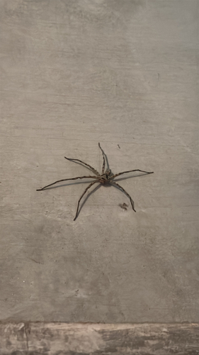 Pantropical Huntsman Spider