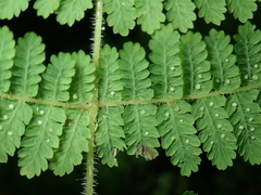 Acystopteris tenuisecta