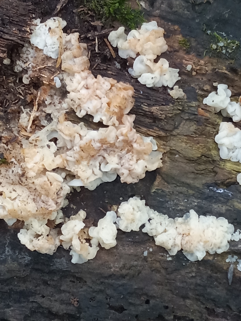 white jelly fungus · July 2026 · photo: Photo: (c) Aleks, some rights reserved (CC BY) · iNaturalist