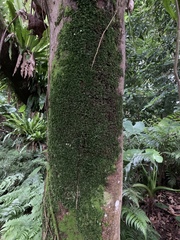 Crepidomanes minutum