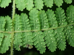 Acystopteris tenuisecta