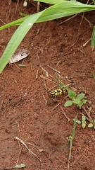 Tragocephala variegata