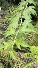 (c) Kiwi Shen, some rights reserved (CC BY) Rubus corchorifolius, photograph (c) Kiwi Shen, some rights reserved (CC BY)
