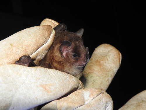 Tilda's Yellow-shouldered Bat