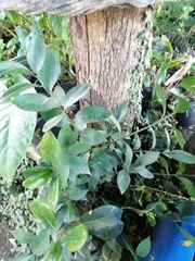 Ruscus
