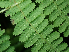 Acystopteris tenuisecta