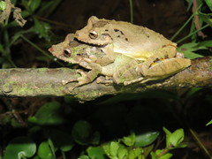 Scinax rostratus
