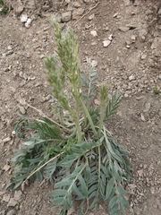 Oxytropis lambertii