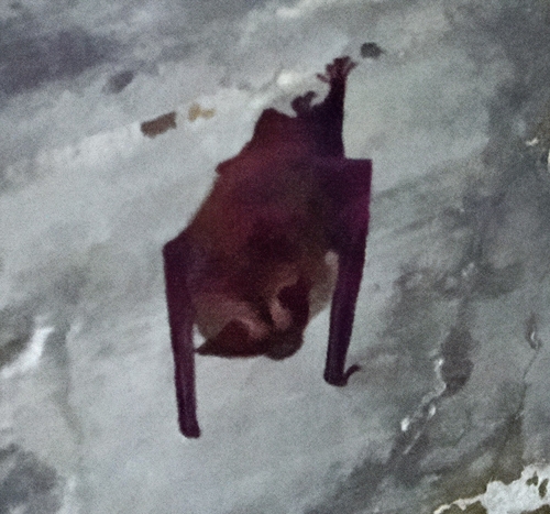 Corynorhinus rafinesquii observed 2026-07-04