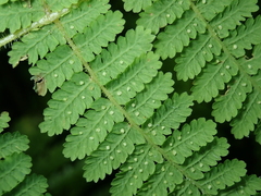 Acystopteris tenuisecta